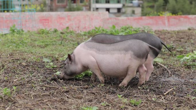 小香猪巴马香猪农家猪宠物猪土猪