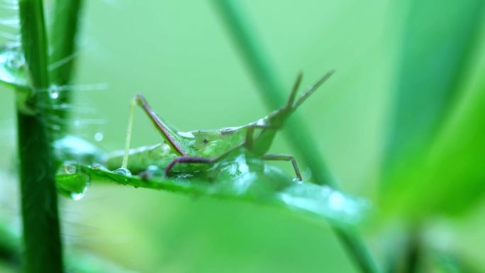 生态雨杂草蚂蚱蝗虫4k