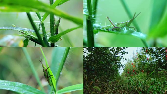 生态雨杂草蚂蚱蝗虫4k