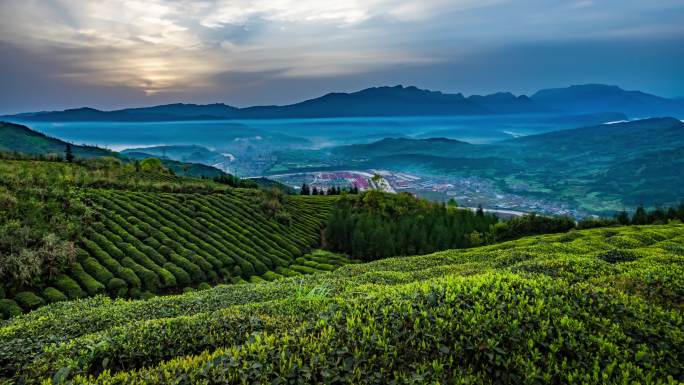 雅安高山老川茶茶园风光延时