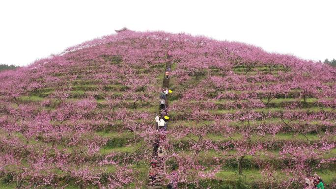 4K航拍农村桃花基地游客赏花2组61秒