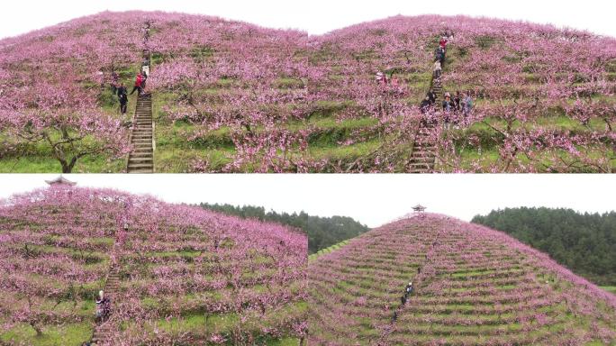 4K航拍桃花节赏花游客