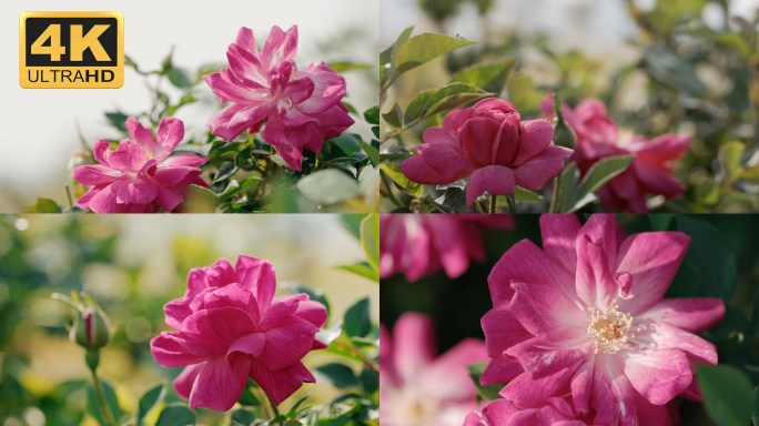 【4K】蔷薇实拍特写素材，蔷薇科植物