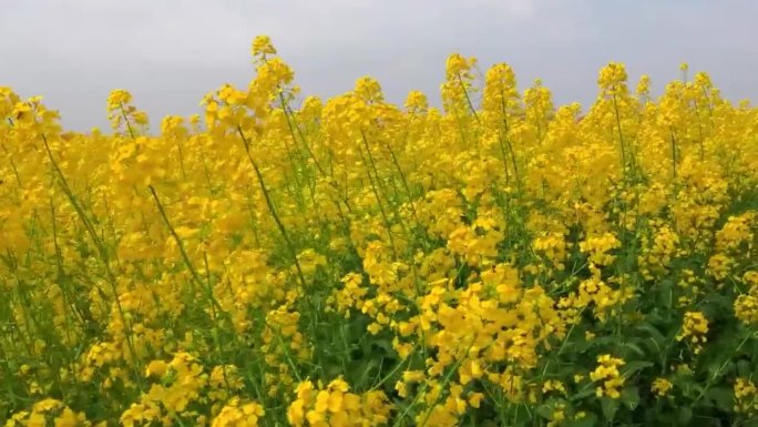 春天油菜花