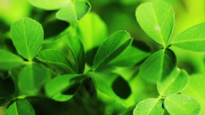 苜蓿草金花菜野生草本植物牧草