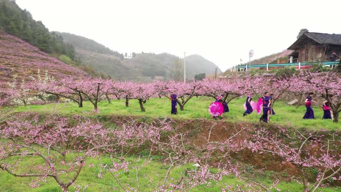 4K航拍桃花基地桃园赏花2组65秒