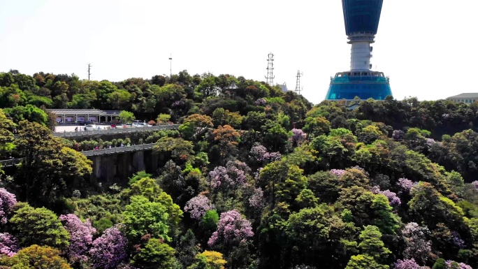 梧桐山杜鹃花海航拍