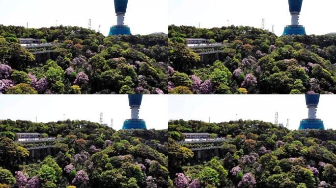 梧桐山杜鹃花海航拍