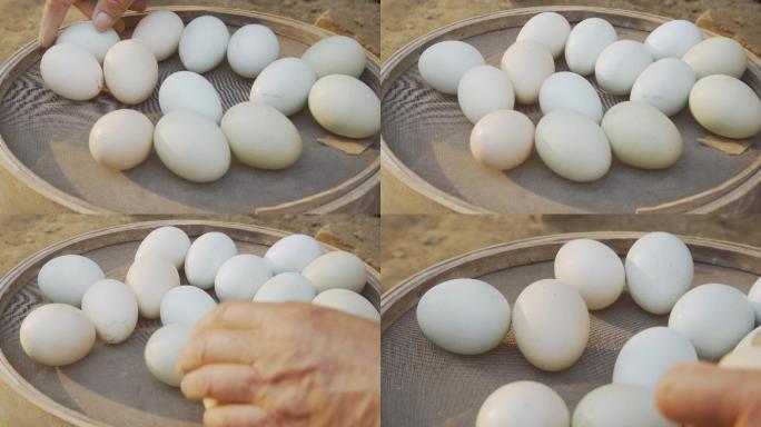传统孵化小鸡检查鸡蛋