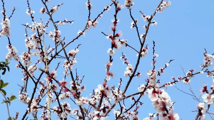 春暖花开春天公园桃花樱花花瓣