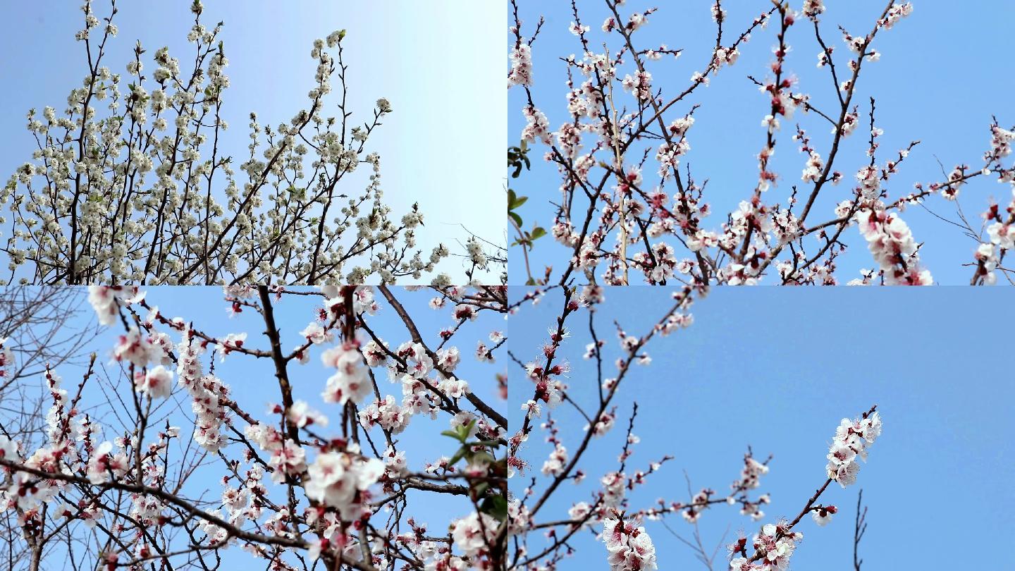 春暖花开春天公园桃花樱花花瓣