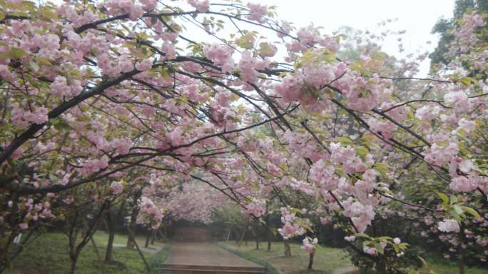 重庆南山植物园樱花大道