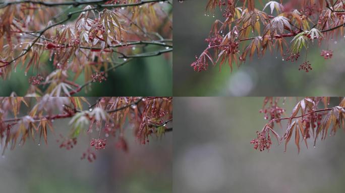 春天雨季枫叶毛毛细雨