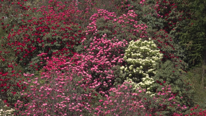 贵州中国百里杜鹃风景区进入盛花期