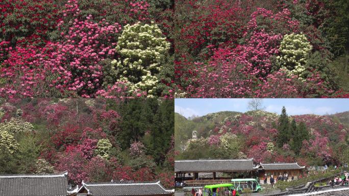 贵州中国百里杜鹃风景区进入盛花期