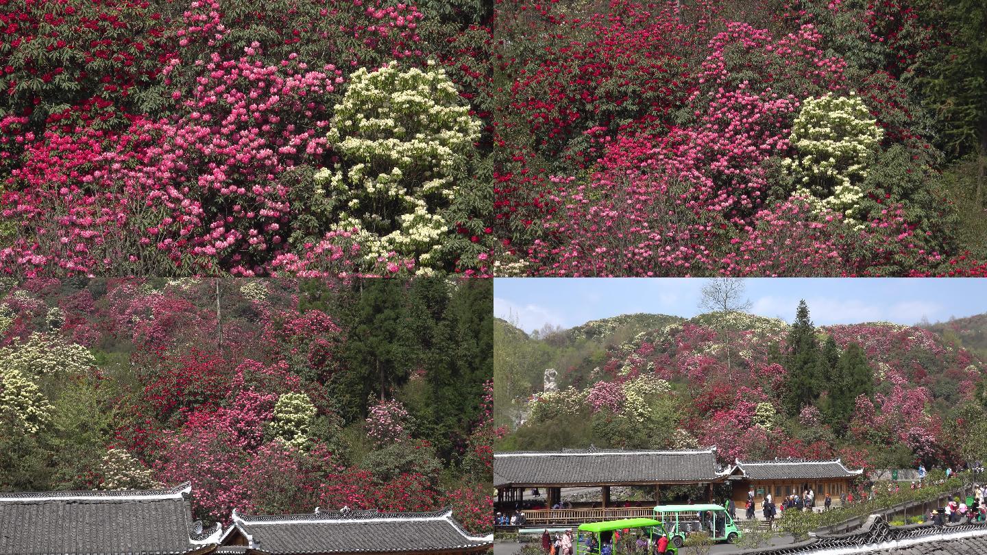 贵州中国百里杜鹃风景区进入盛花期