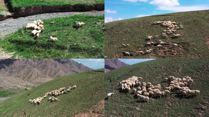 山地牧场羊群牧羊西北羊肉滩羊羊羔航拍4k