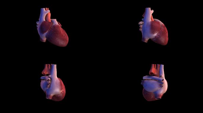 写实的三维人体心脏旋转动画带通道