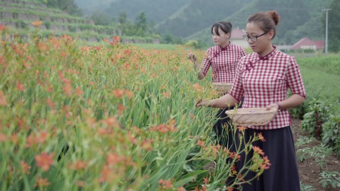 美女结对采摘中药