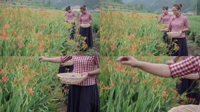 美女结对采摘中药