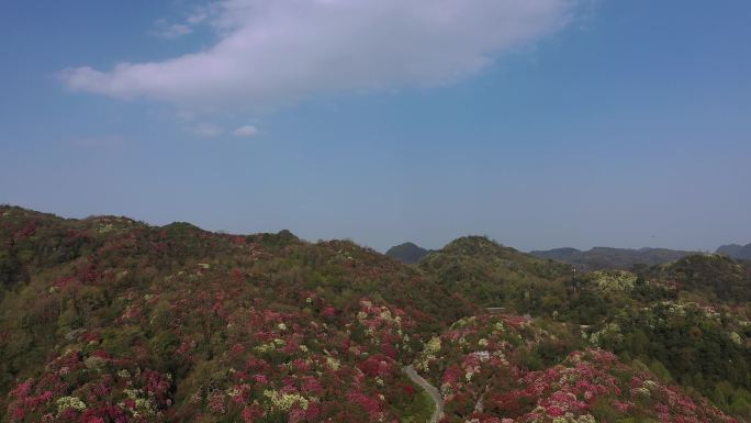春光明媚，航拍贵州中国百里杜鹃风景区