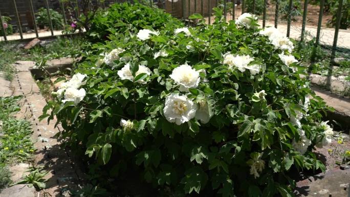 河北滦平兴洲行宫300年白牡丹