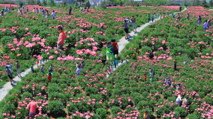 孩子们在芍药花海中玩耍