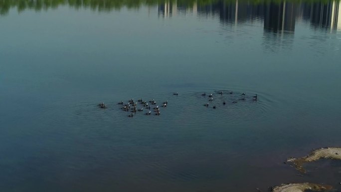 航拍渭河湿地公园野鸭群