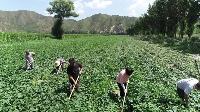 多个农民在农田干活