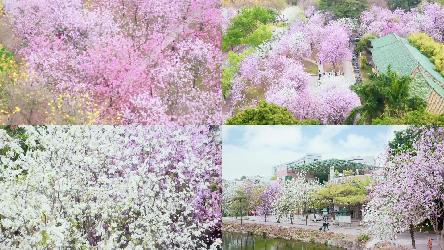 华南农业大学紫荆花开