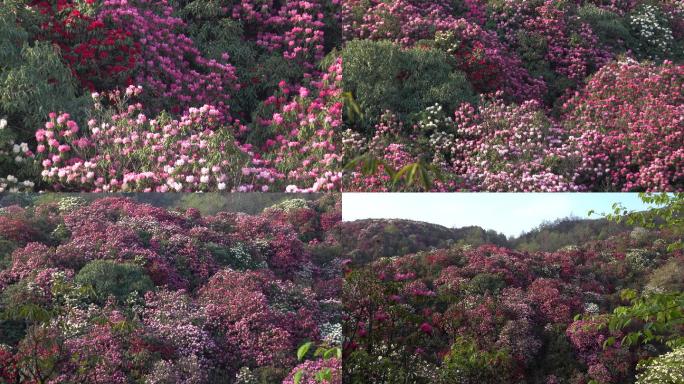 春光明媚，贵州中国百里杜鹃风景区进入盛花