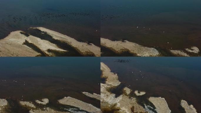 航拍渭河湿地野鸭群