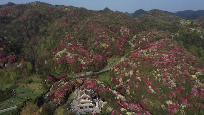 春光明媚，航拍贵州中国百里杜鹃风景区