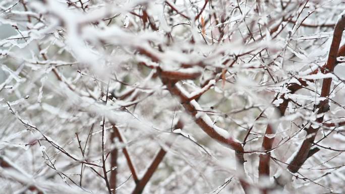 4K冬季树枝雪景常规视频
