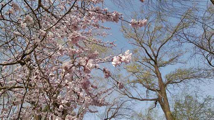 视频素材.春风中摇曳的桃花和绿柳