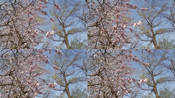 视频素材.春风中摇曳的桃花和绿柳