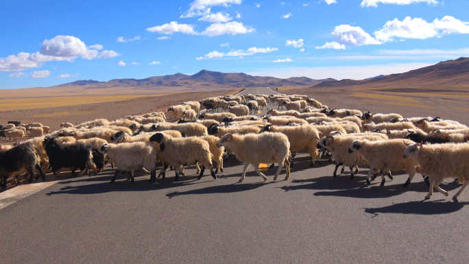 西藏阿里大北线（17）恰规措的羊群