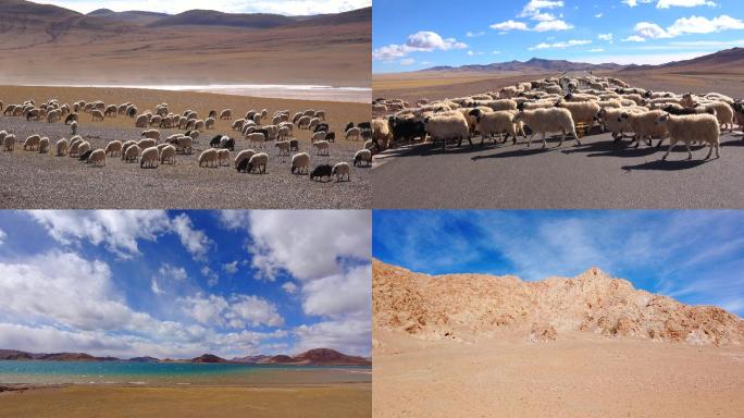 西藏阿里大北线（17）恰规措的羊群