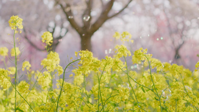 唯美油菜花手挡阳光