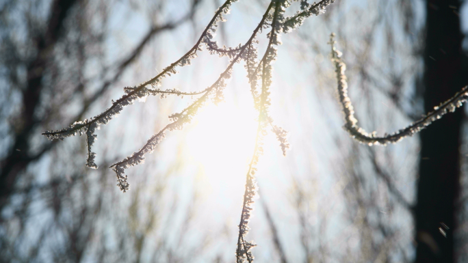 冬天、雾凇、树挂、雪、树枝、冬日暖阳