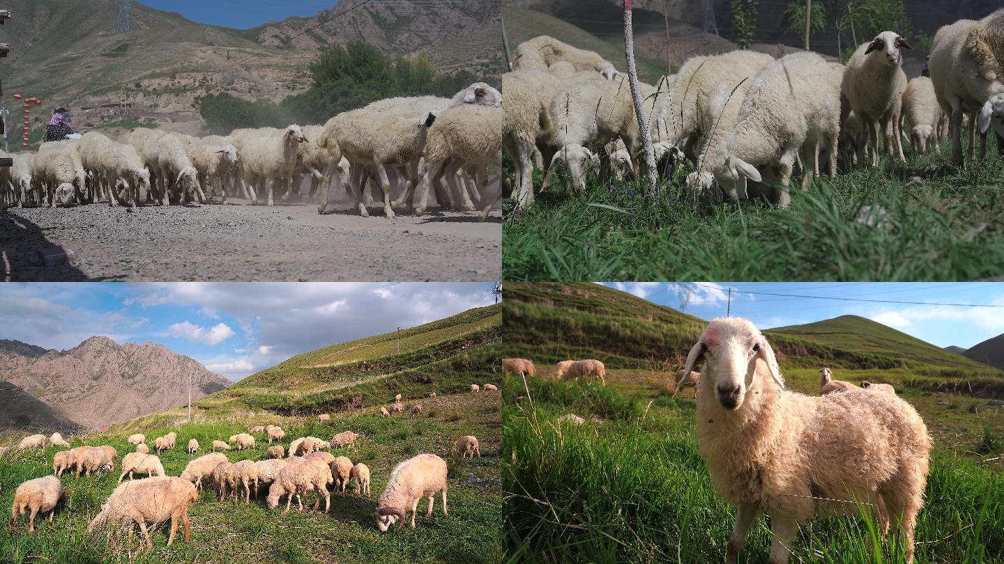 羊圈里冬天长毛的羊。照片摄影图片_ID:165706689-Veer图库