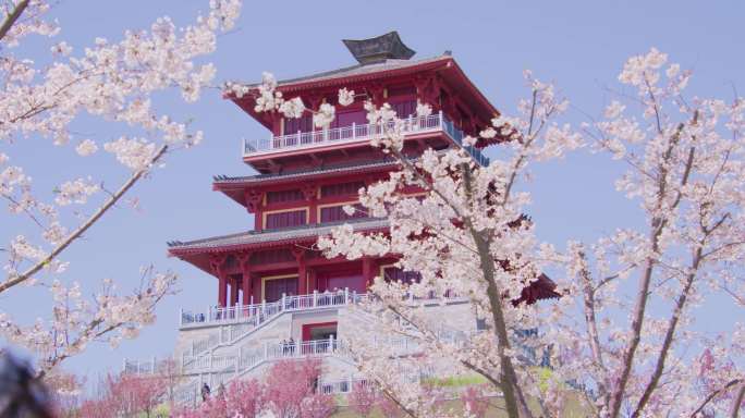 旅游季春天樱花