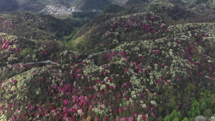 春光明媚，航拍贵州中国百里杜鹃风景区