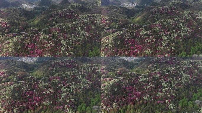 春光明媚，航拍贵州中国百里杜鹃风景区