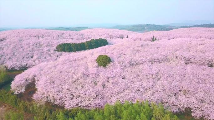 贵州平坝樱花园视频素材
