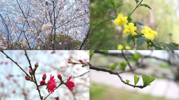 春天花朵盛开春暖花开