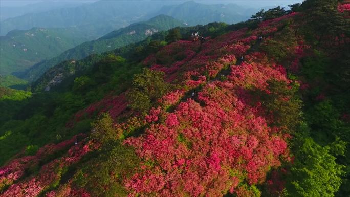 4K原素材黄冈麻城杜鹃花映山红实拍