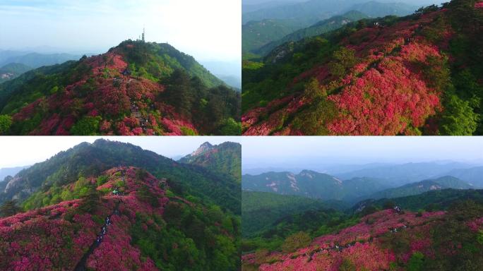 4K原素材黄冈麻城杜鹃花映山红实拍