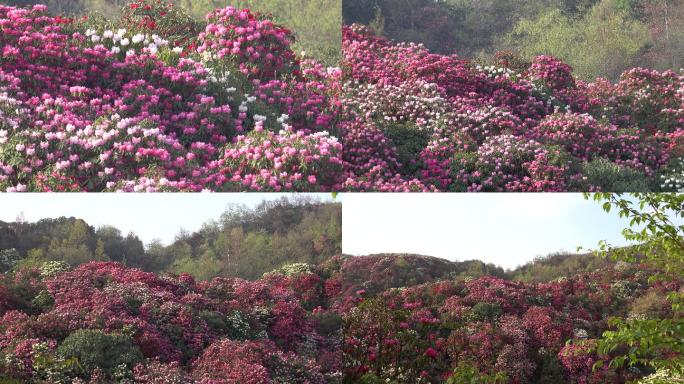 春光明媚，贵州中国百里杜鹃风景区进入盛花