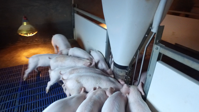 现代化农业养猪养殖业